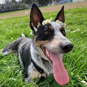 Meet your Posher, Alli